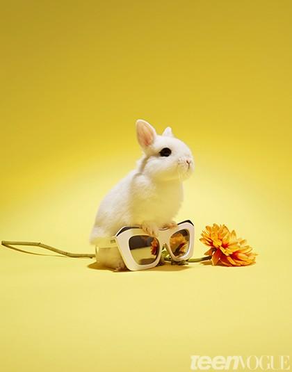 bunnies with sunnies
